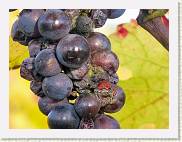 2006-10-21_16-23-19_octobre_200,0mm_1_15_eme_DiMAGE A2 * 2560 x 1920 * (1.3MB)